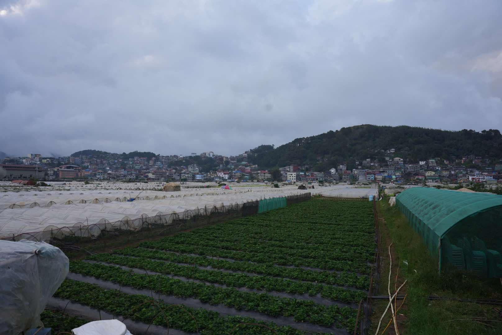 Strawberry farm